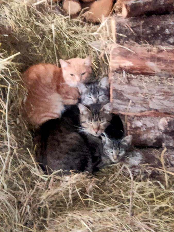 Chambres D'Hotes Les Chatougoulis Les Bordes-sur-Lez Exterior foto